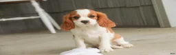 Cavalier King Charles Spaniel dogs for sale: Lincoln Cavalier King Charles Spaniel  - Ad 4