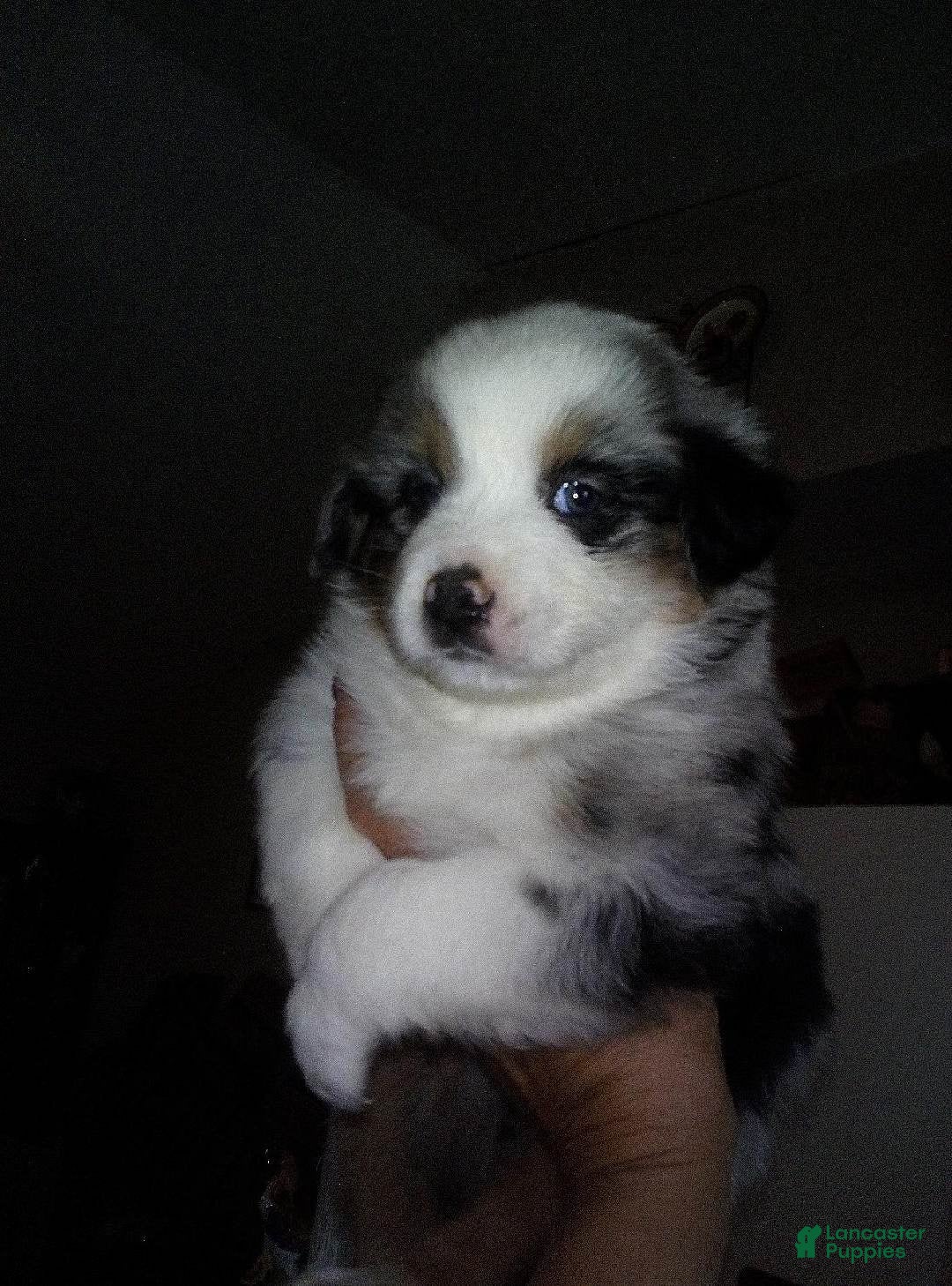 Australian Shepherd dogs for sale: heide - Ad 36