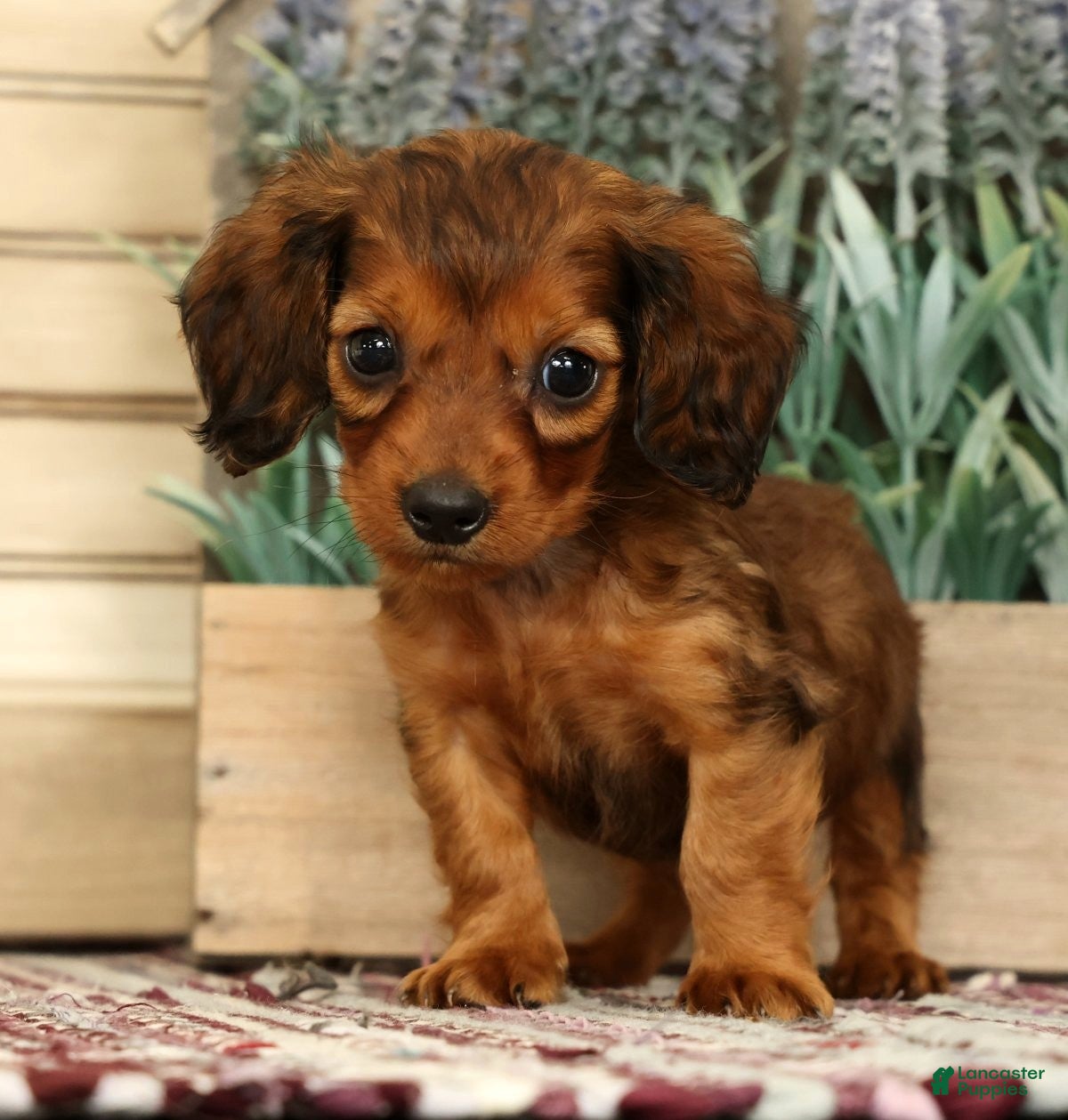 Miniature Dachshund dogs Gizmo - Ad 2