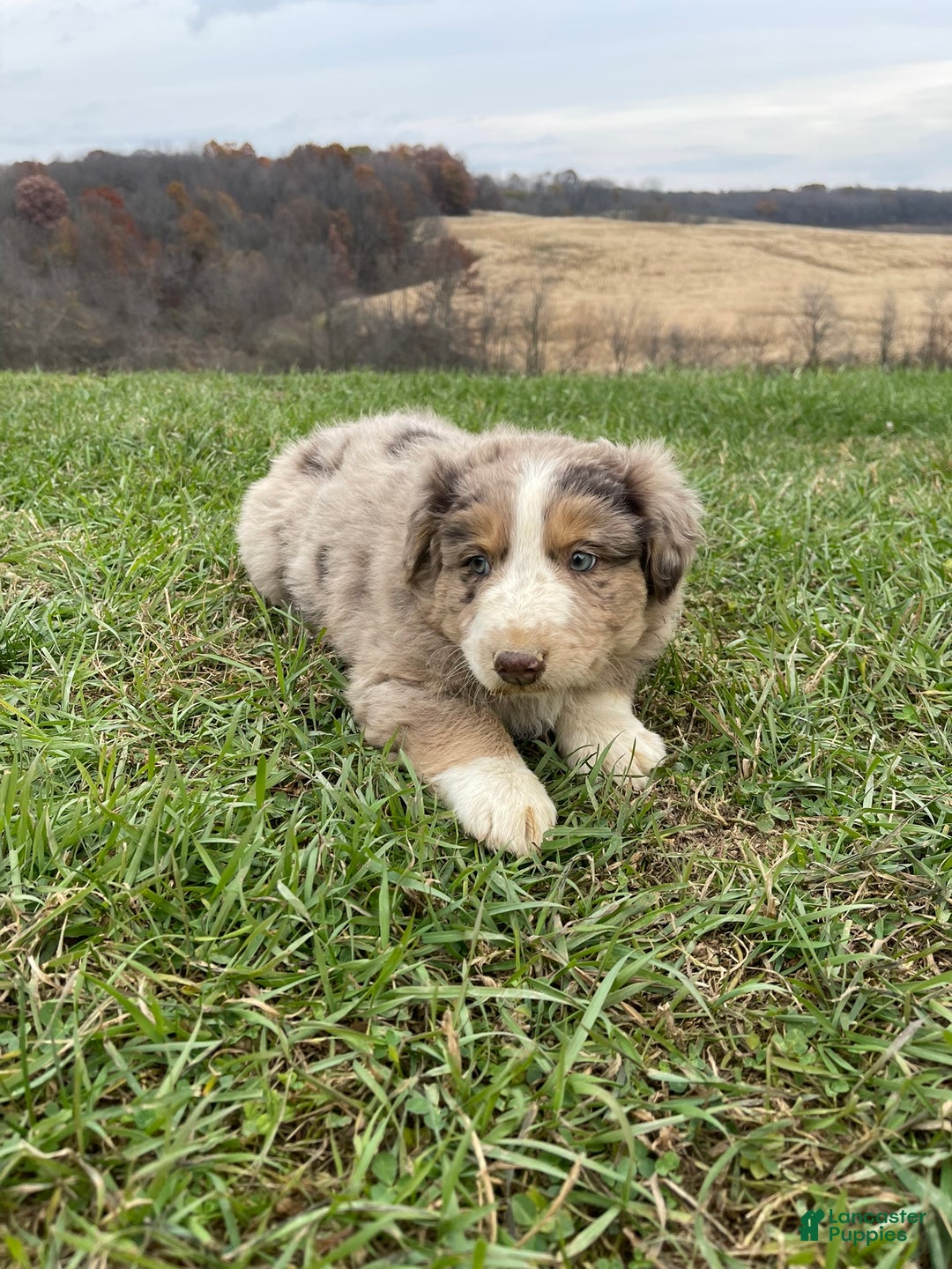 Australian Shepherd dogs for sale: Percy - Ad 2