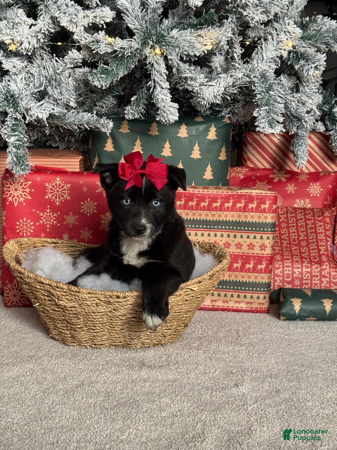 Pomsky dogs for sale: Peppermint - Ad 2