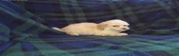 Maltipoo dogs for sale: Star---Maltipoo female, in home raised, non-shedding  - Ad 3