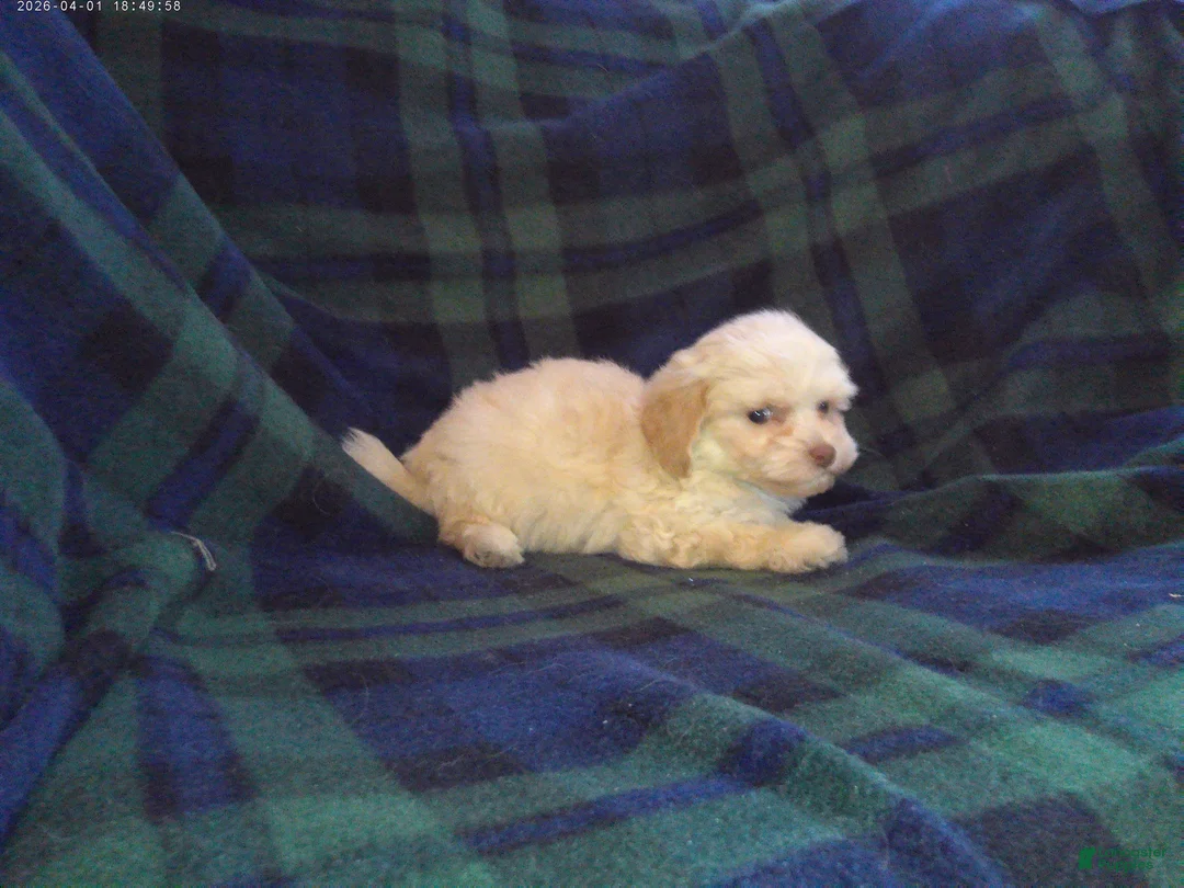 Maltipoo dogs for sale: Star---Maltipoo female, in home raised, non-shedding  - Ad 3