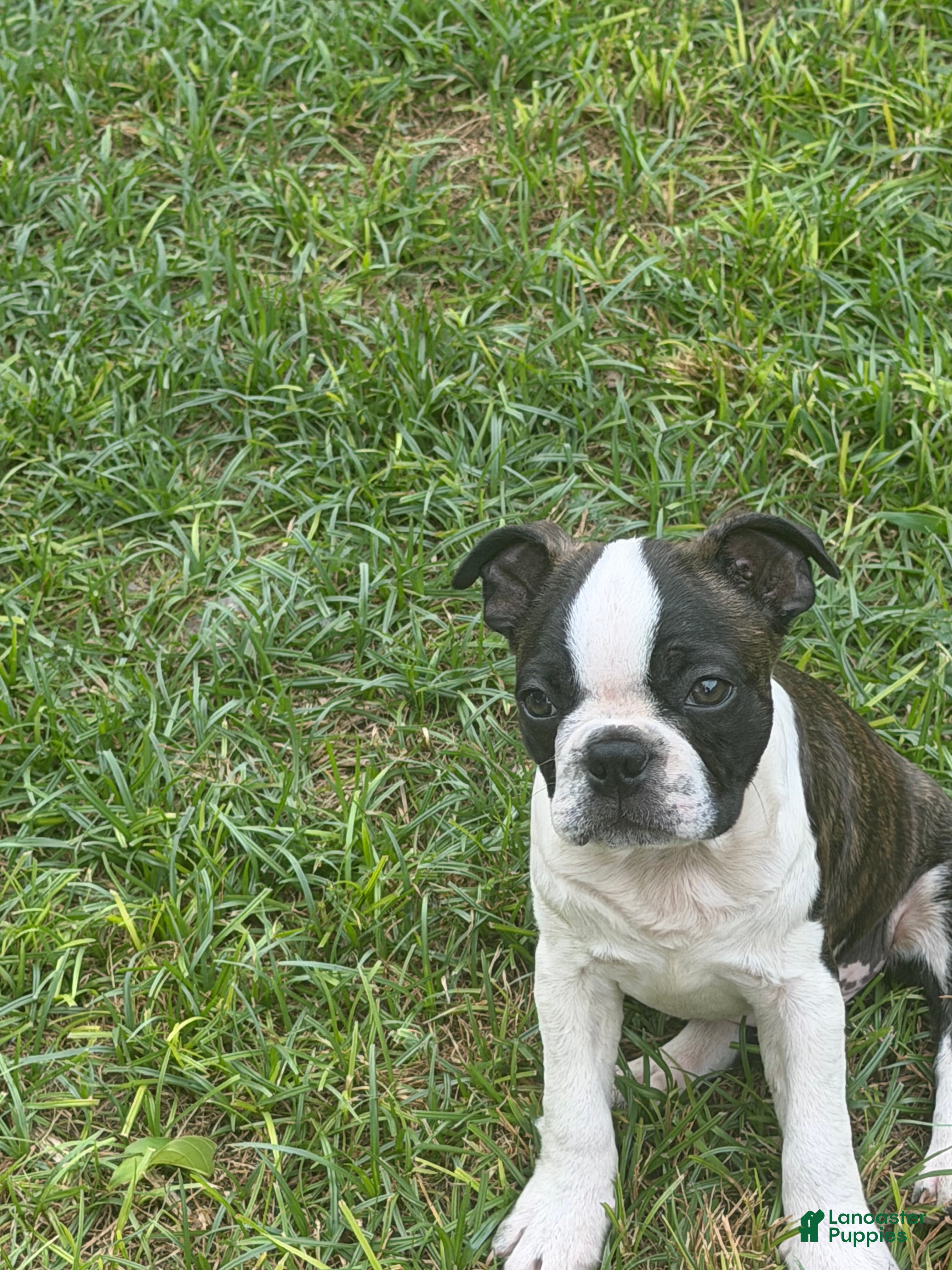 Boston Terrier dogs Bug - Ad 2