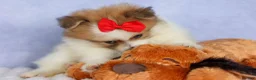 Pomeranian dogs for sale: Eric🐾 - Ad 5