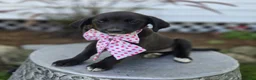 Mixed Breed dogs for sale: Becka - Ad 3