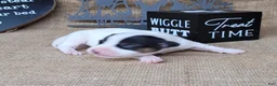Jack Russell Terrier dogs for sale: RICOCHET Delivery available  - Ad 4