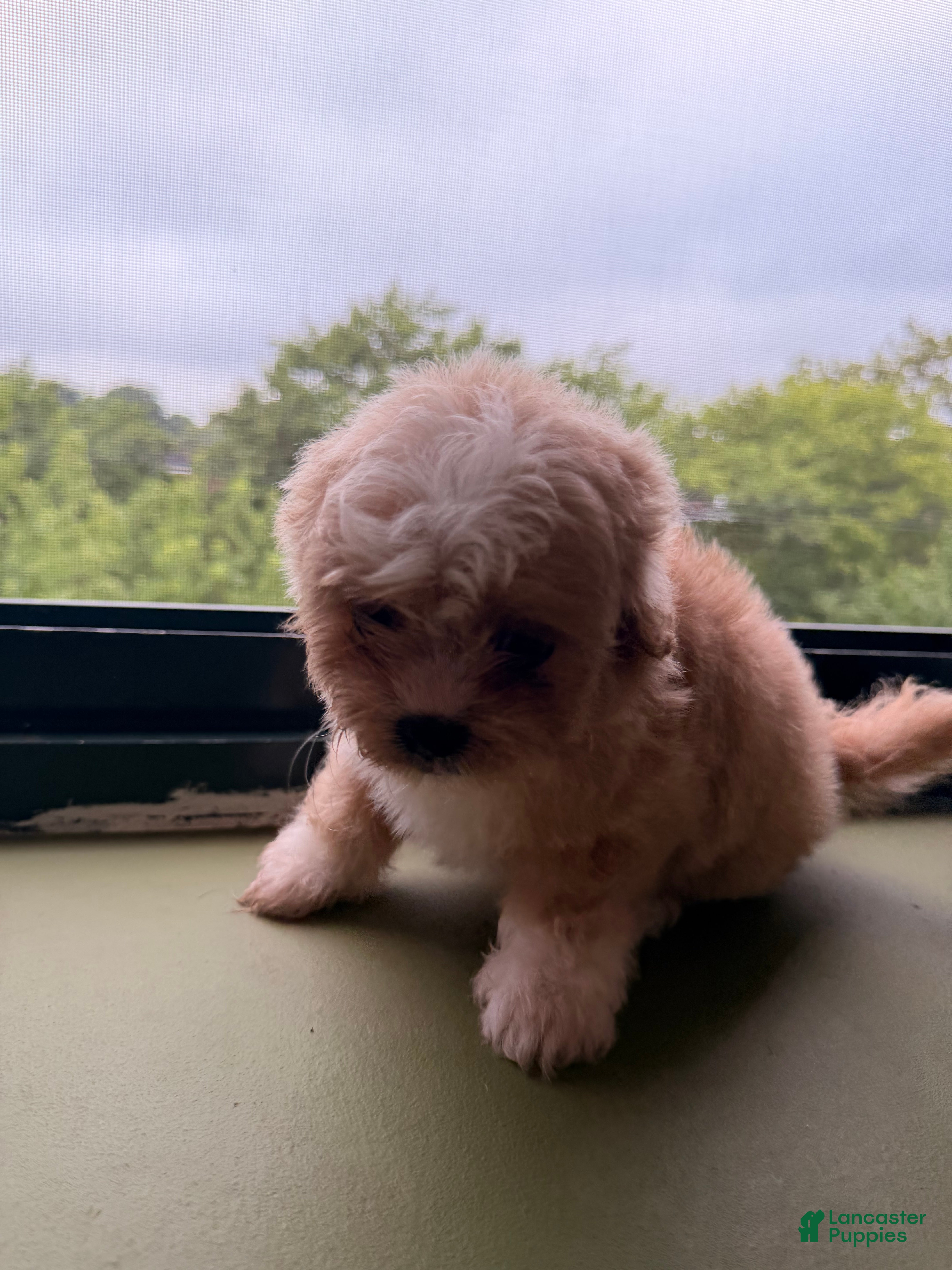 Shihpoo dogs Pebble - Ad 1