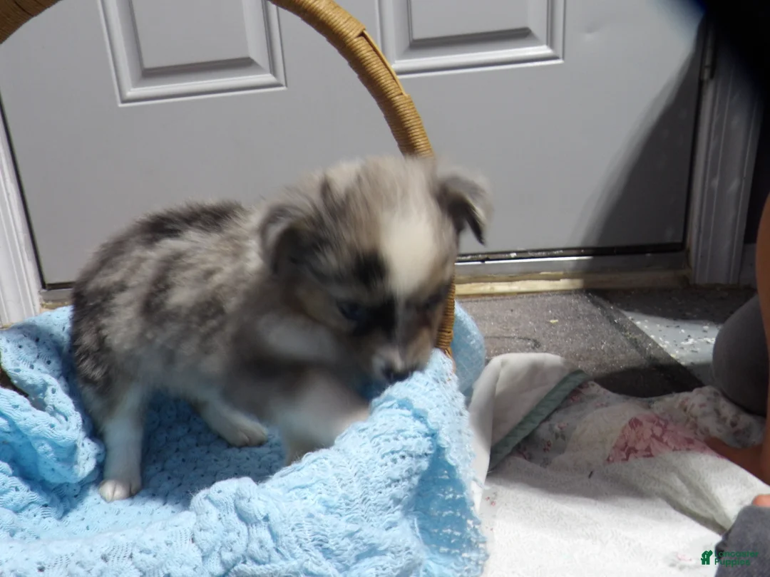 Miniature Australian Shepherd dogs for sale: Matt - Ad 2