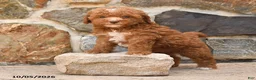 Cockapoo dogs for sale: Rocky - Ad 1