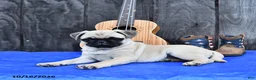 Pug dogs for sale: Reba - Ad 3