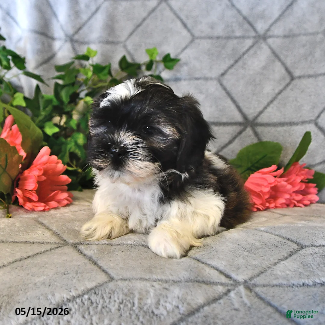 Teddy Bear dogs for sale: Aurora - Ad 2