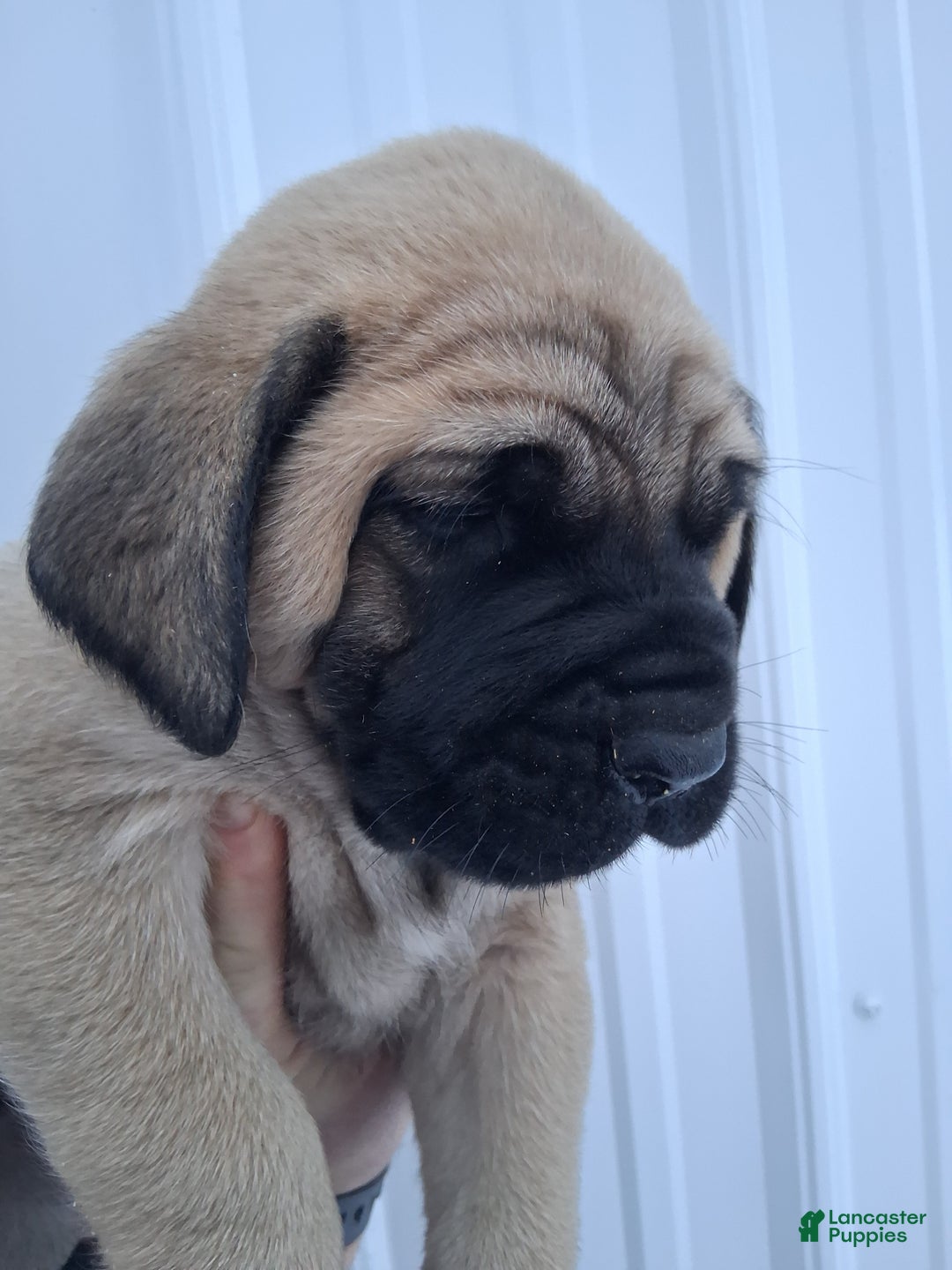 English Mastiff dogs for sale: Brutus  - Ad 3