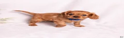 Cavalier King Charles Spaniel dogs for sale: Neil - Ad 9