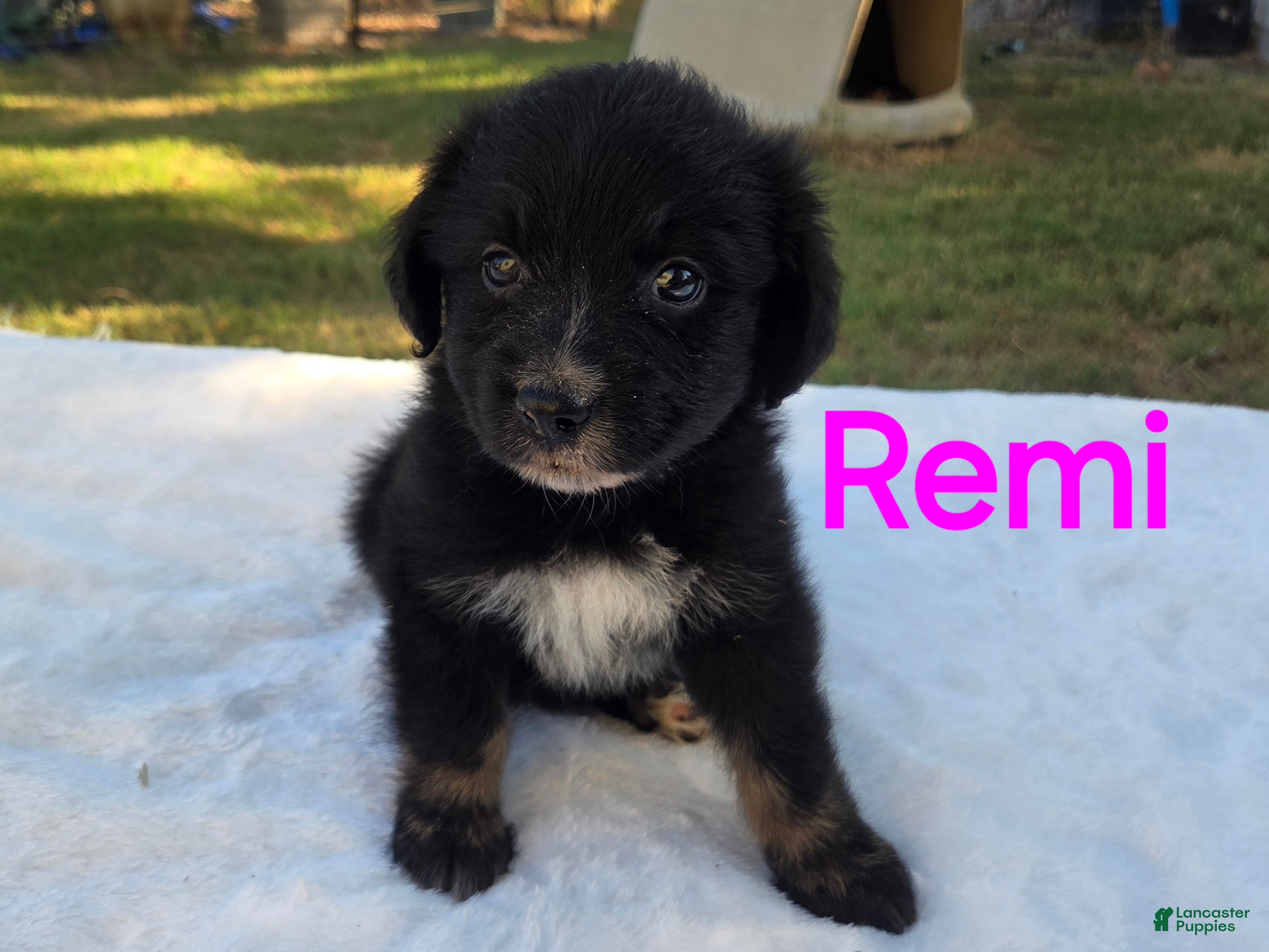 Australian Shepherd dogs Remi - Ad 34