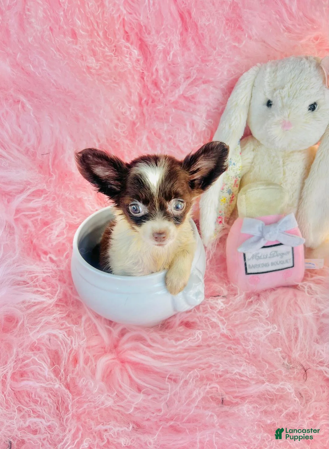 Chihuahua dogs for sale: Teacup Chihuahua  - Ad 1