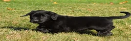 Labrador Retriever dogs for sale: Lacey - Ad 5