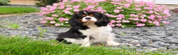 Cavalier King Charles Spaniel dogs for sale: Kaiden  - Ad 6