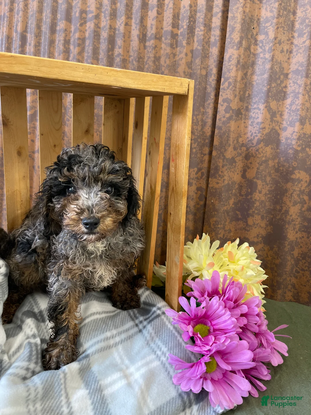 Mini Goldendoodle dogs for sale: Gunner - Ad 13