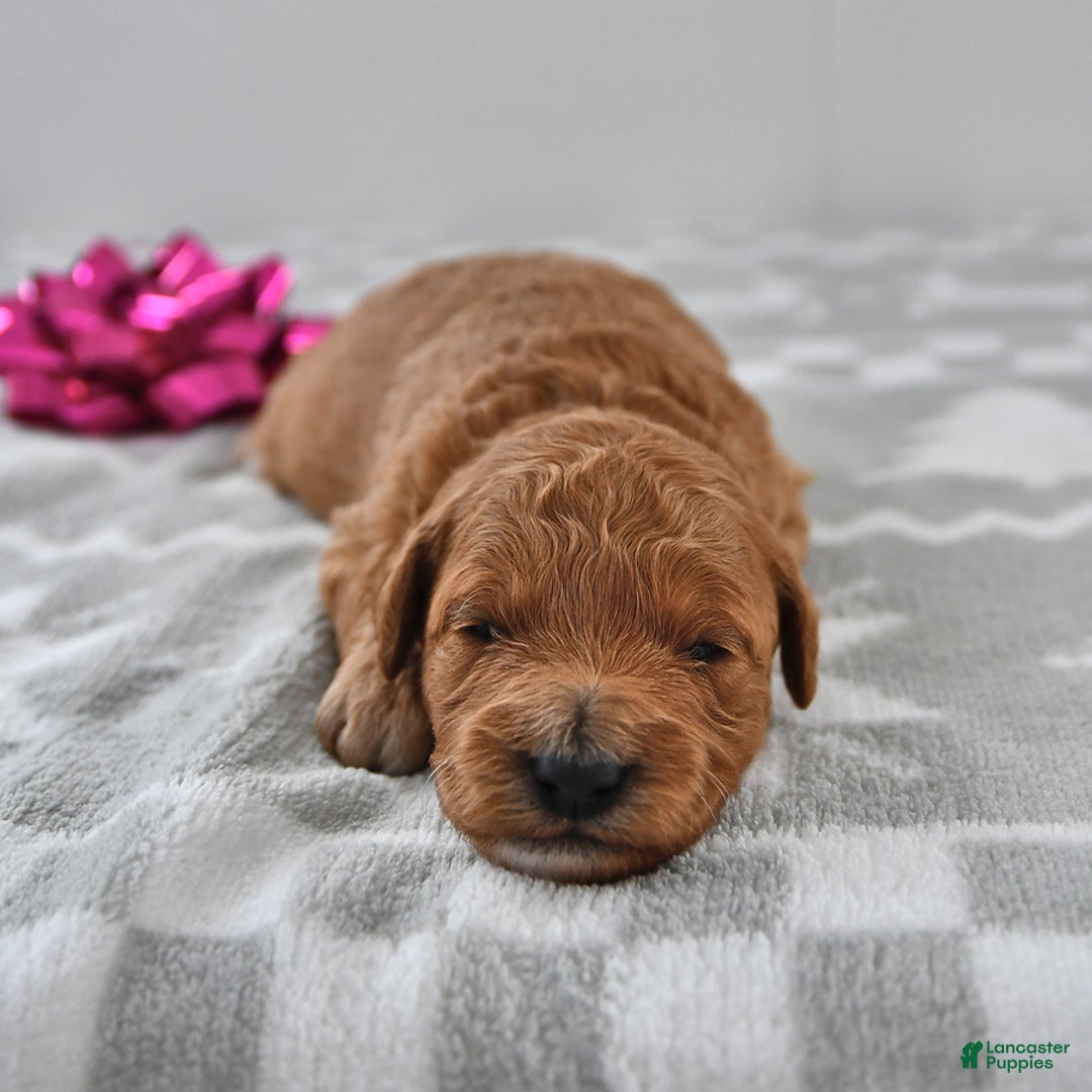 Mini Goldendoodle dogs for sale: Candy - Ad 3