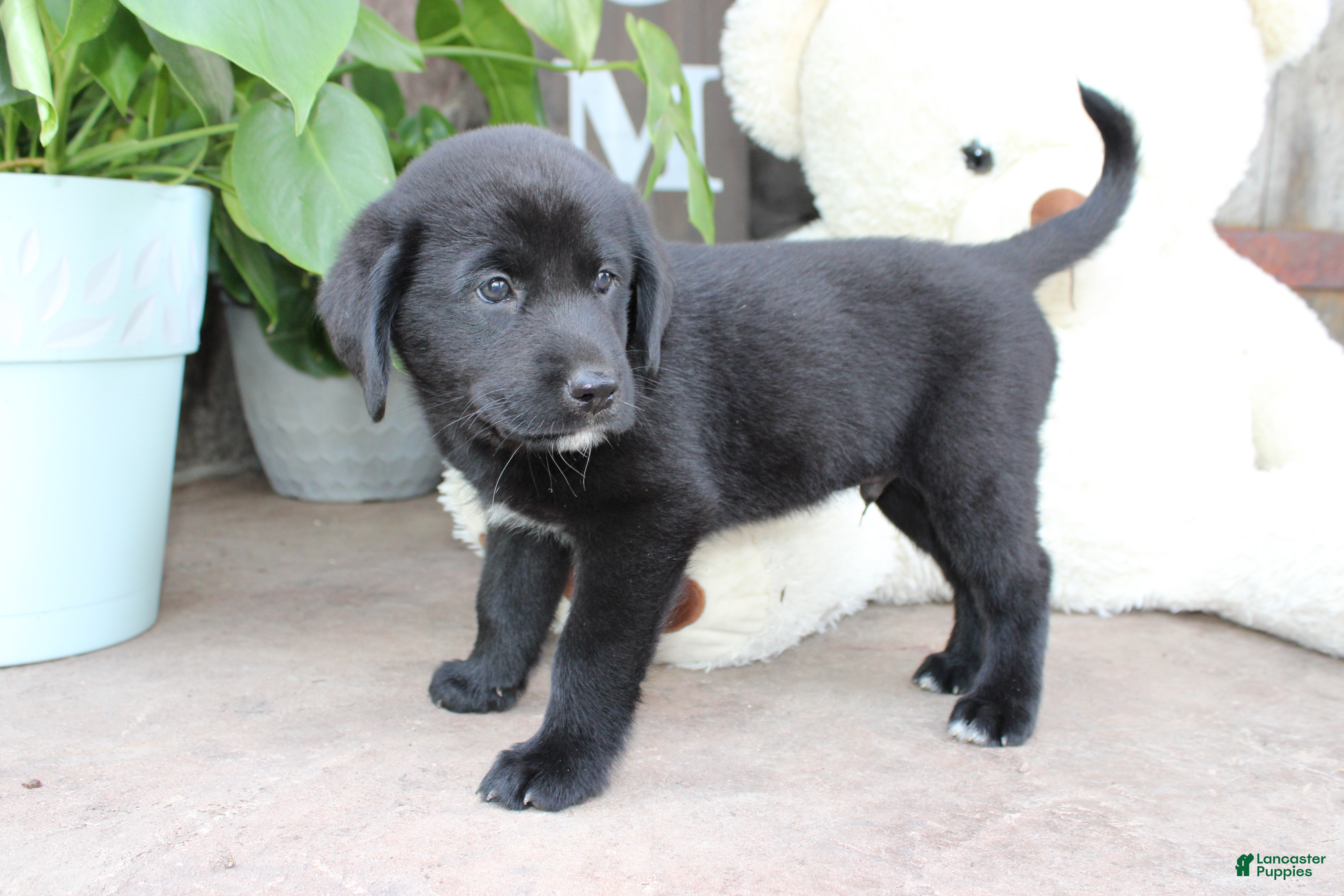 Labrador Retriever dogs Alex - Ad 2