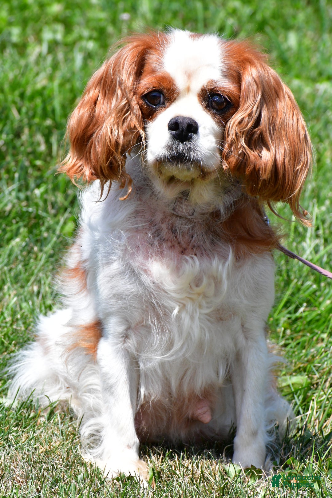 Cavapoo dogs for sale: Parker - Ad 9