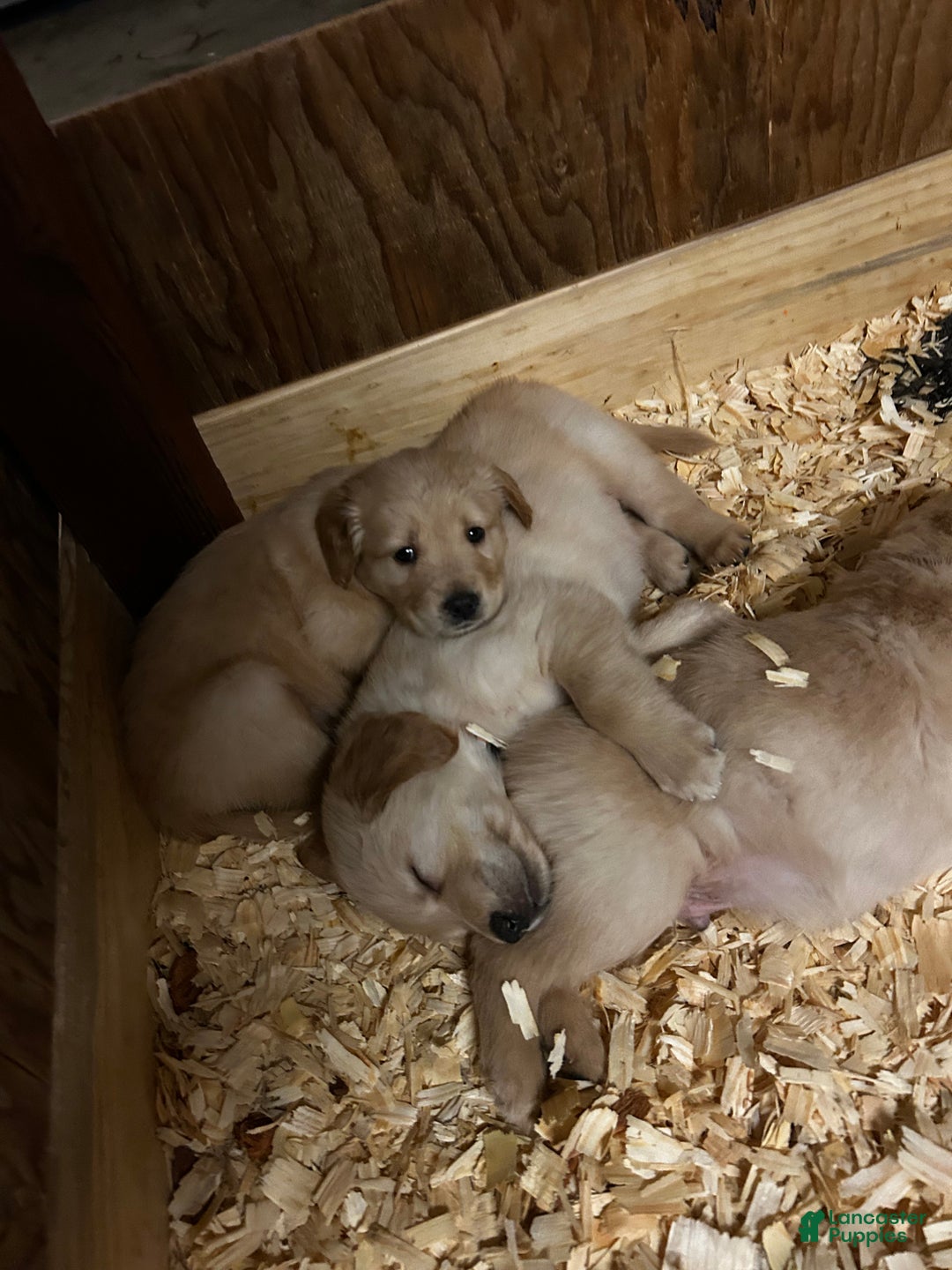 Golden Retriever dogs for sale: Yellow - Ad 2