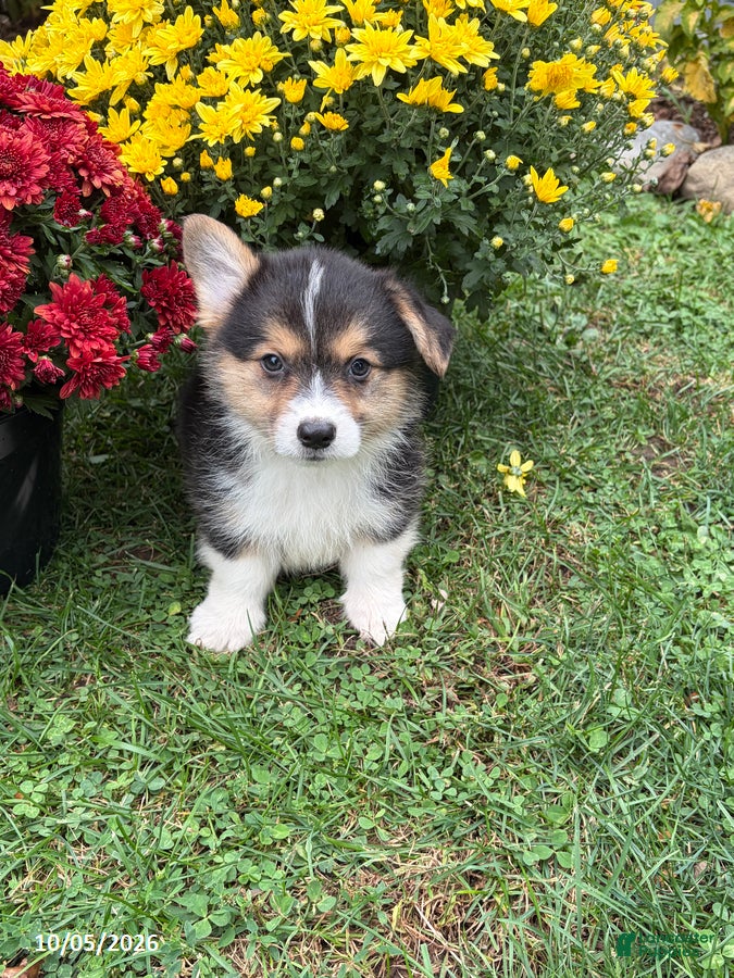 Phil (Pembroke Corgi, Male) in New Castle, IN