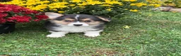 Welsh Corgi Pembroke dogs for sale: Phil - Ad 1