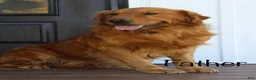 Golden Retriever dogs for sale: Hailey - Ad 10