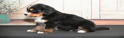 Bernese Mountain Dog dogs for sale: Frisco AKC - Ad 4