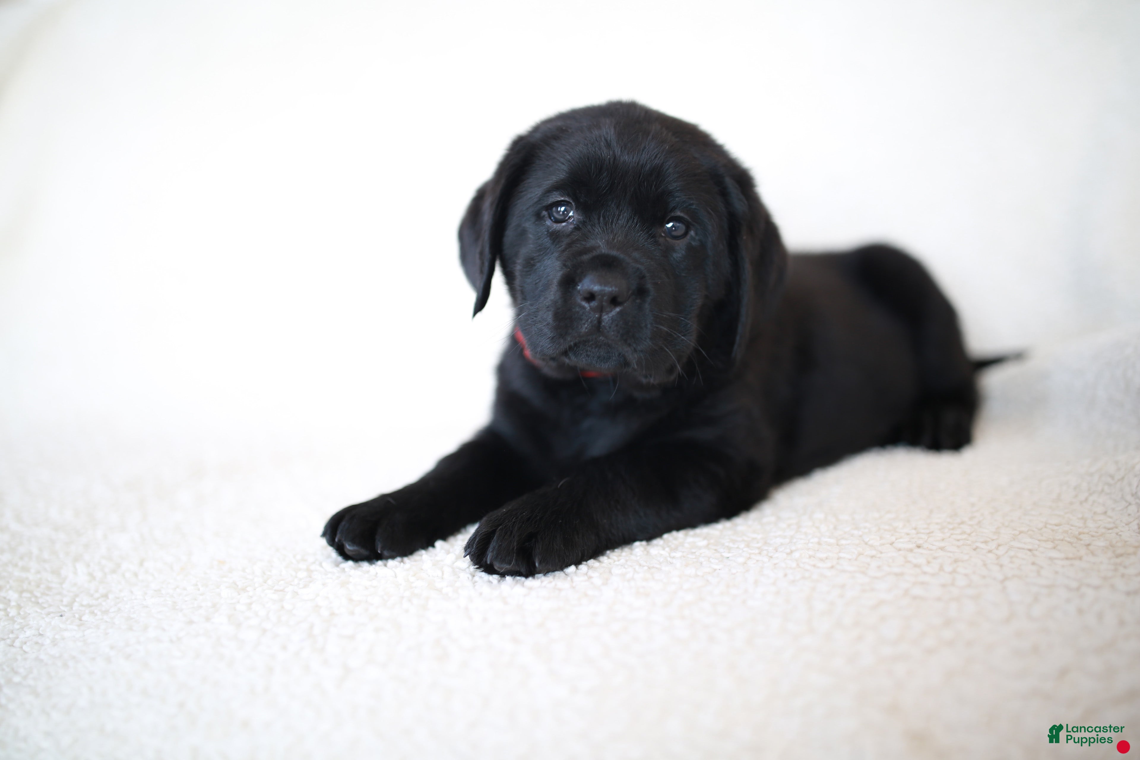 Labrador Retriever dogs Lainey - English Labrador - Ad 1