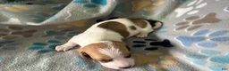 Miniature Dachshund dogs for sale: Biscuit 🥖 - Ad 6