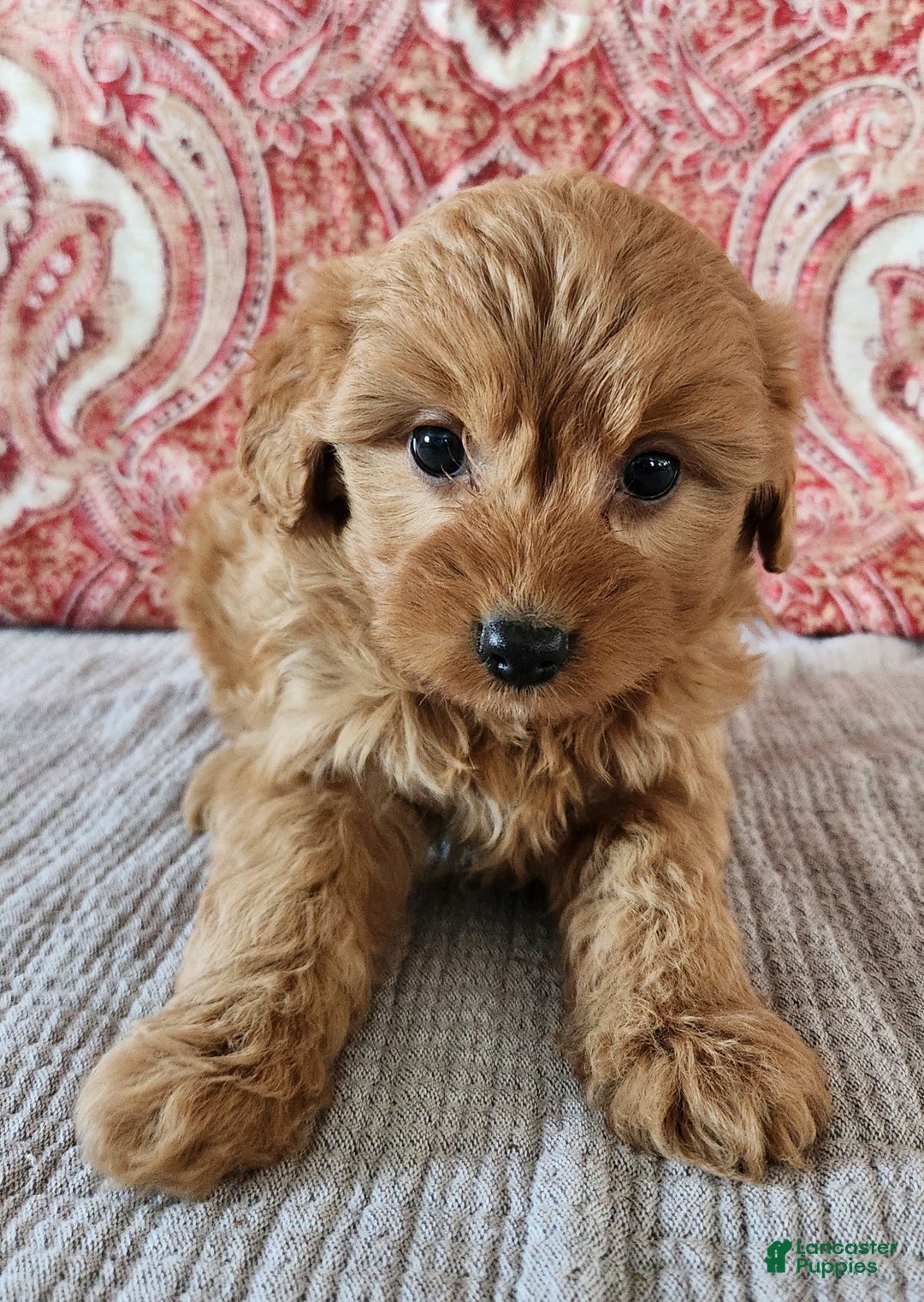 Mini Goldendoodle dogs for sale: Kim - Ad 3