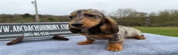 Miniature Dachshund dogs for sale: AKC Show Dapple- Russian - Ad 13