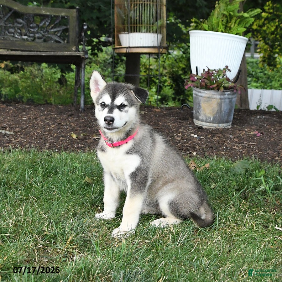 Alaskan Malamute dogs Skylar - Ad 2