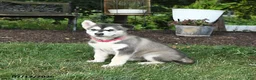 Alaskan Malamute dogs for sale: Skylar - Ad 2