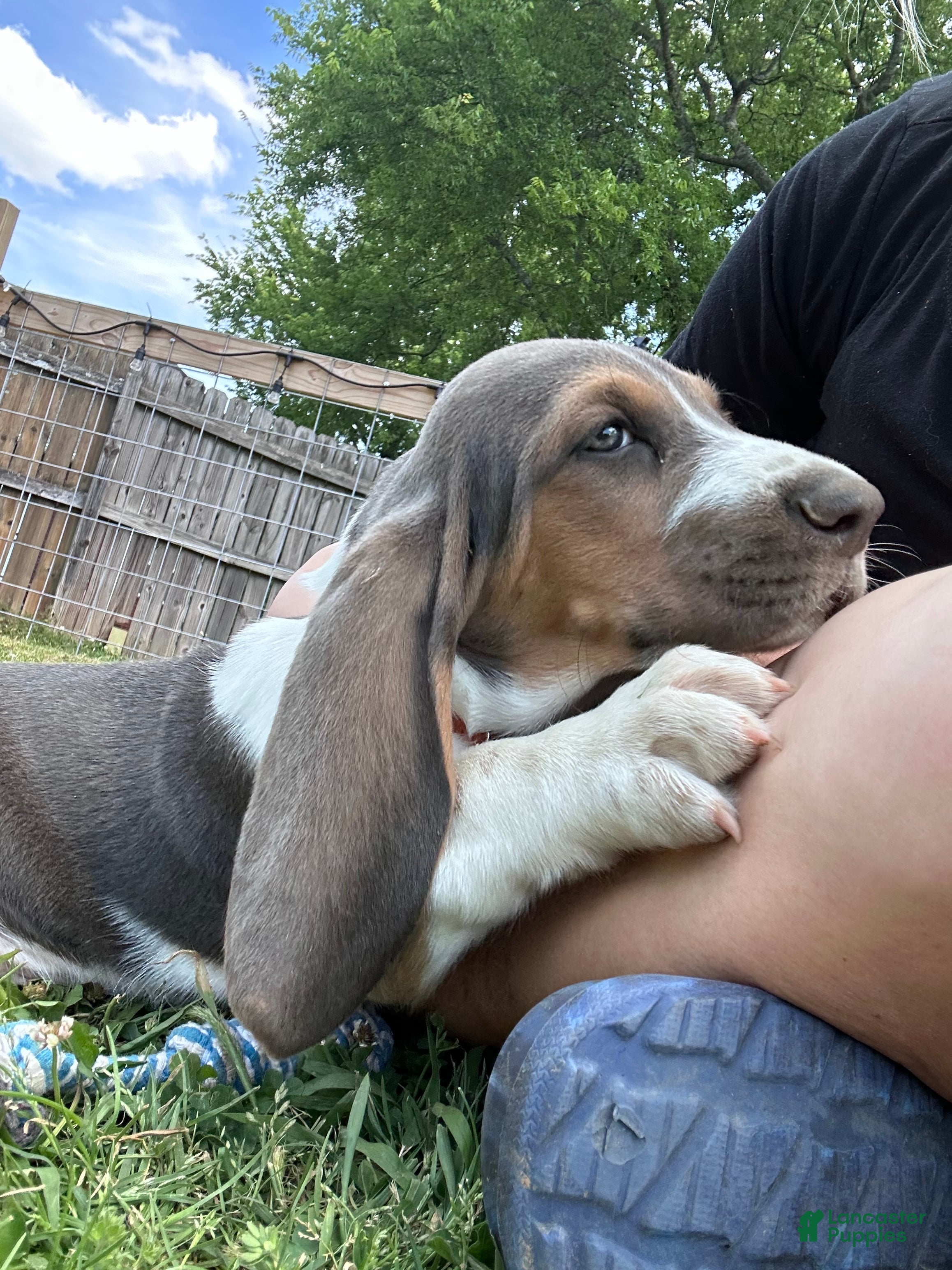 Basset Hound dogs George - Ad 15