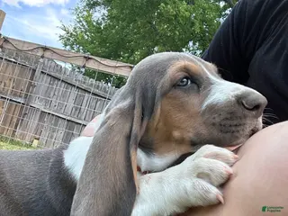 Basset Hound dogs George - Ad 21