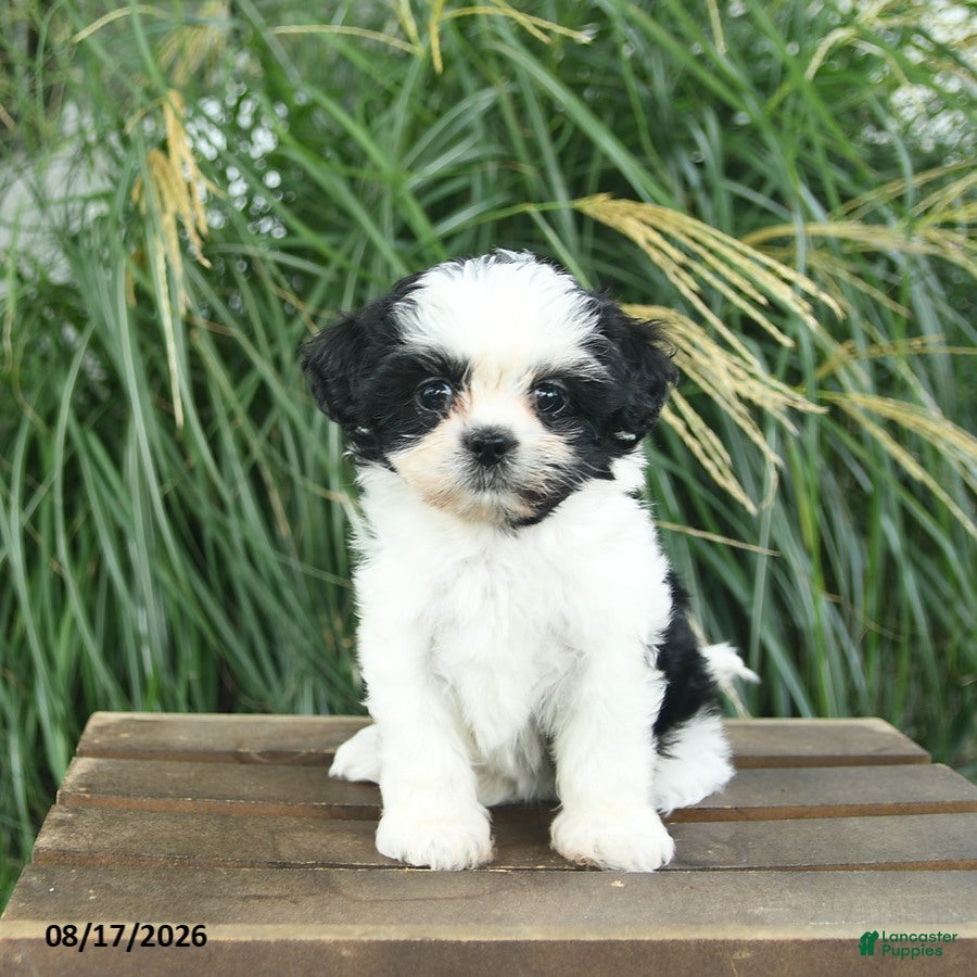 Mixed Breed dogs Merry  - Ad 1