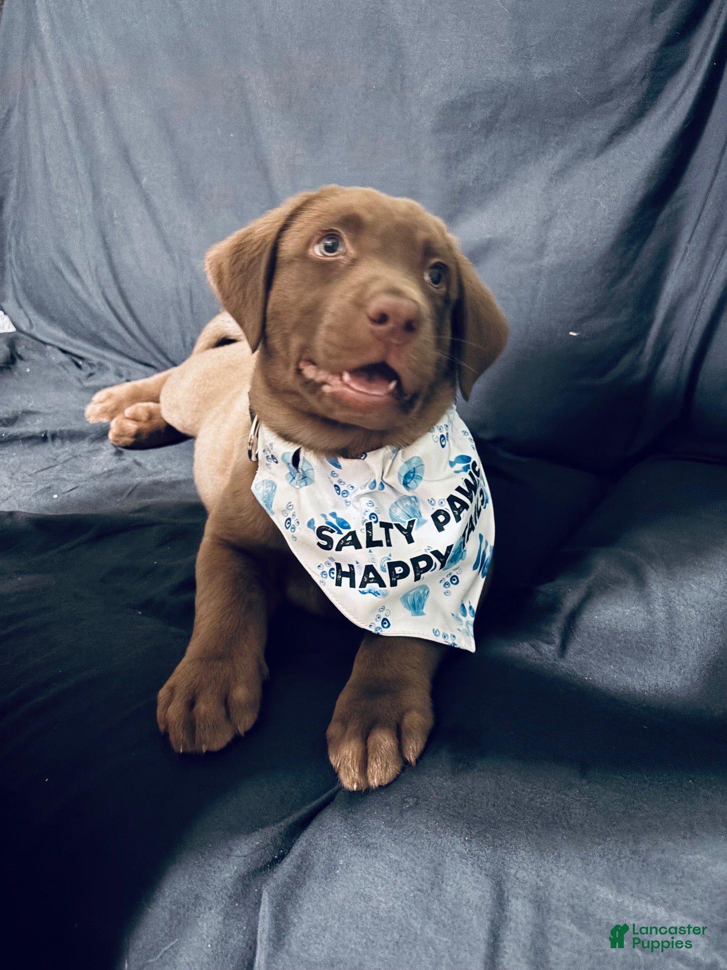 Labrador Retriever dogs for sale: Labrador Retriever 1 - Ad 18