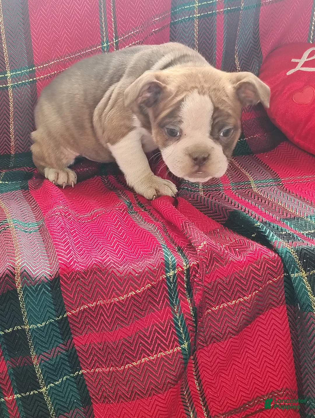 Olde English Bulldogge dogs for sale: Tonya - Ad 1