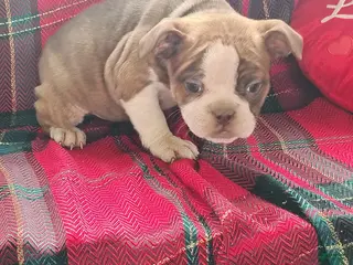 Olde English Bulldogge dogs Tonya - Ad 30