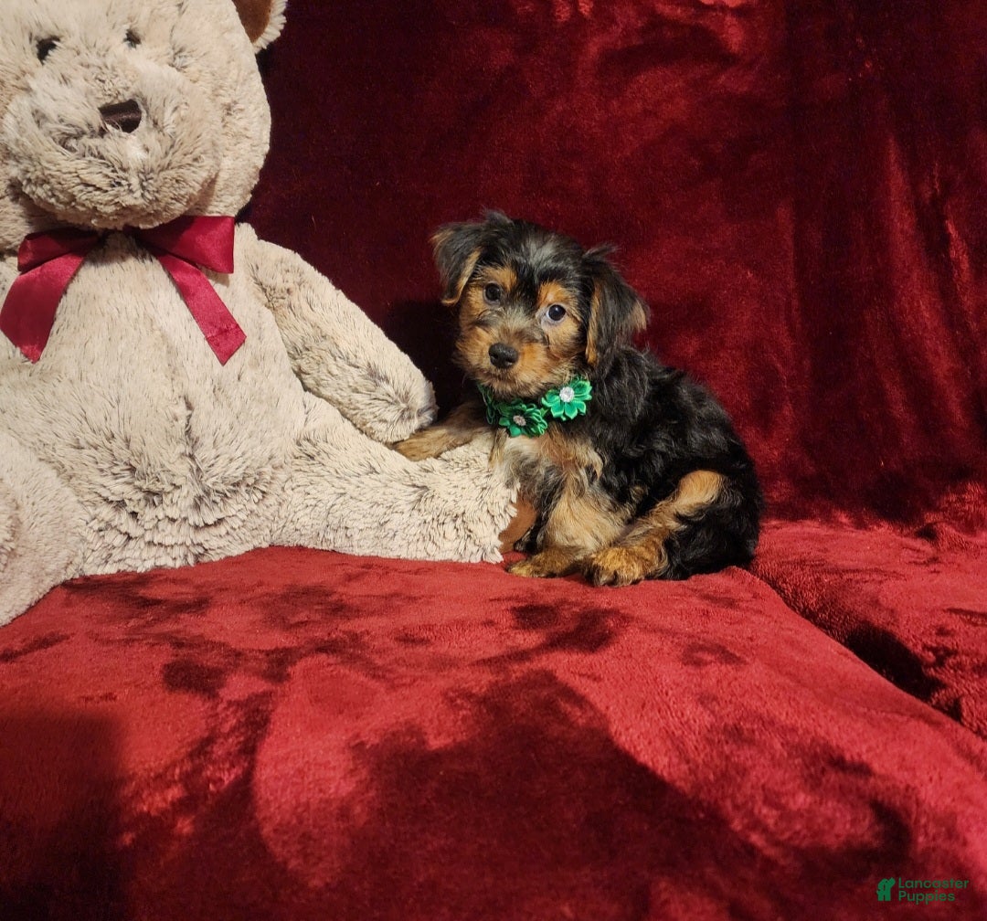 Yorkshire Terrier dogs BRODY - Ad 20