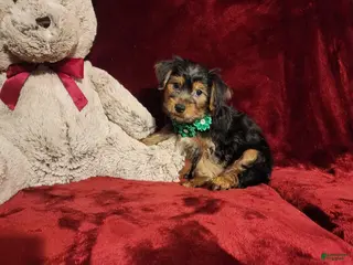 Yorkshire Terrier dogs BRODY - Ad 20
