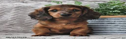 Miniature Dachshund dogs for sale: Chucky - Ad 3