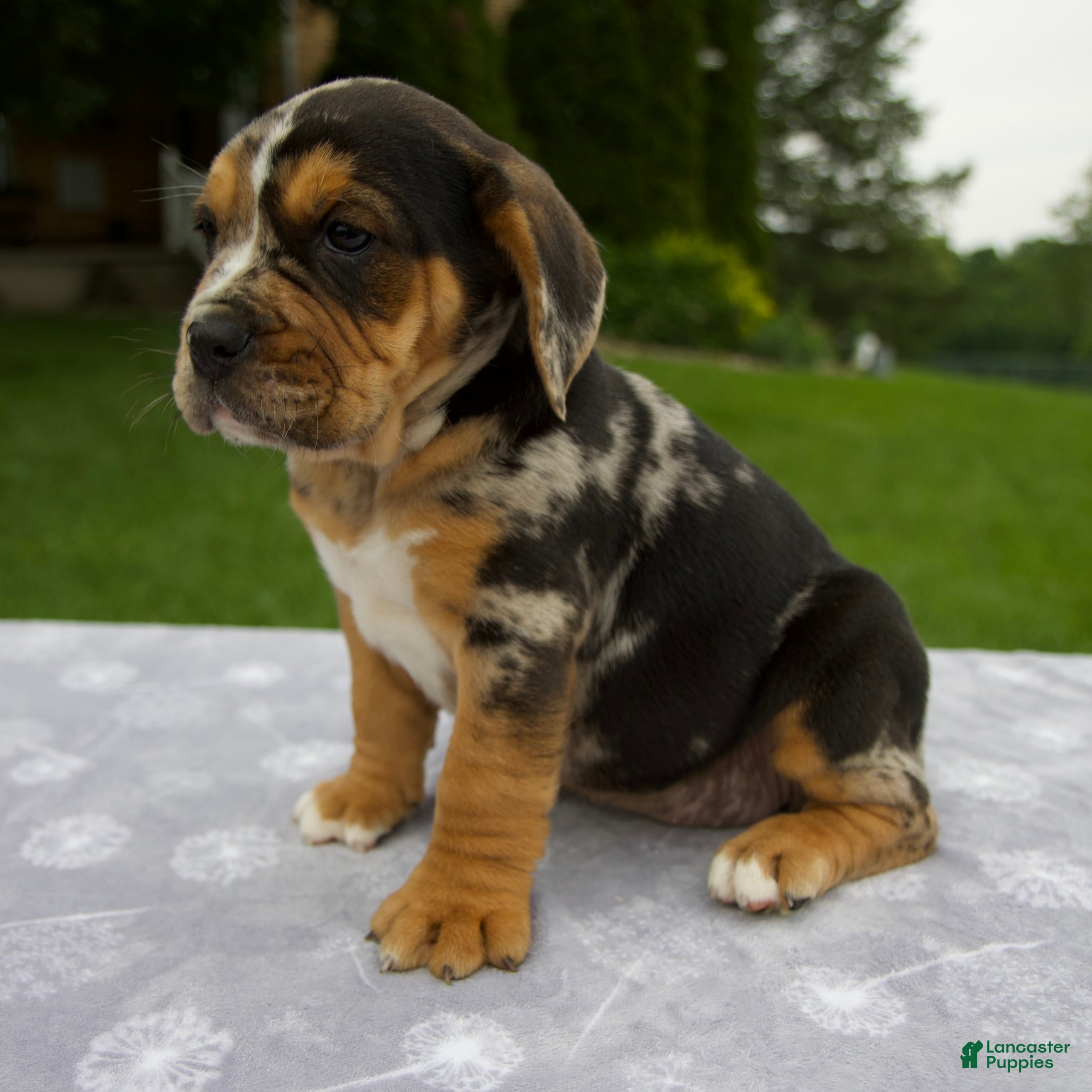Beabull dogs Daisy - Ad 2
