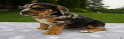 Beabull dogs for sale: Daisy - Ad 2