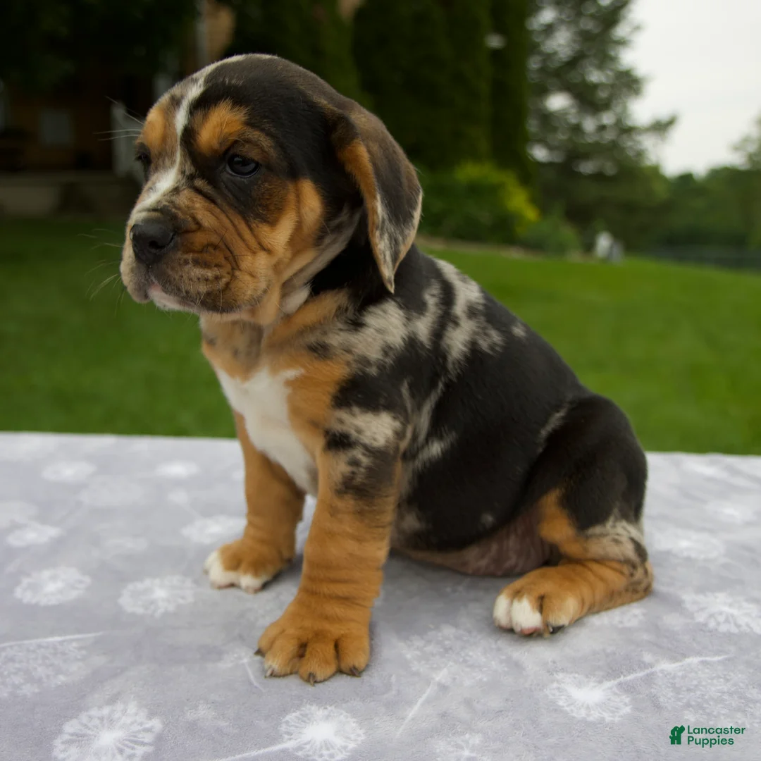 Beabull dogs for sale: Daisy - Ad 2