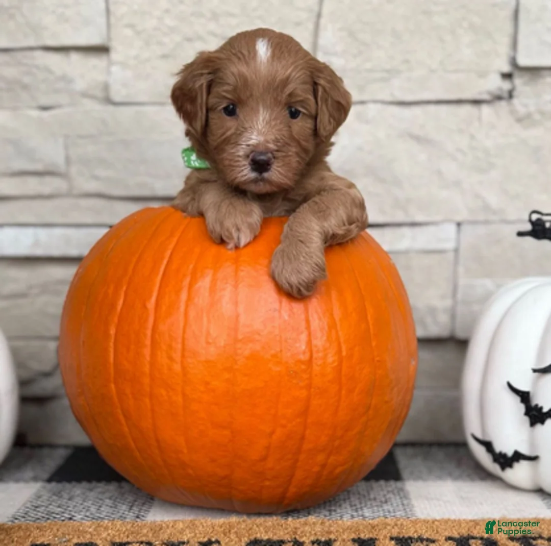 Goldendoodle dogs for sale: Espresso - Ad 5